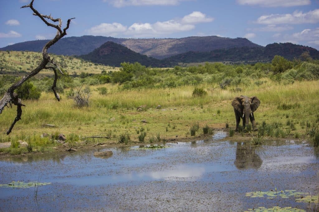 2 Day Luxury Tented Pilanesberg Safari